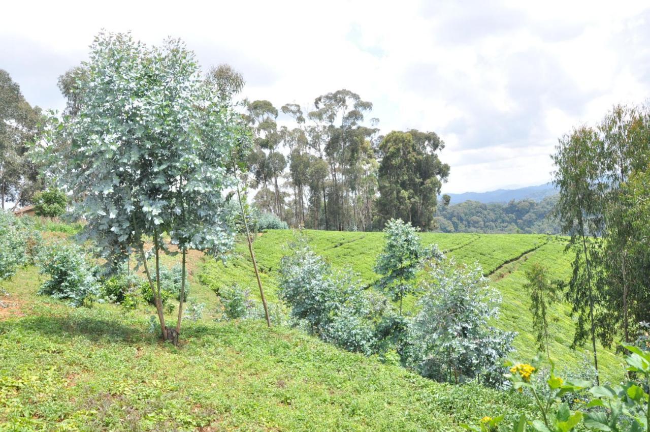 Nyungwe Nziza Ecolodge Kitabi Buitenkant foto